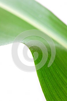 Corn Leaf ,isolated on white