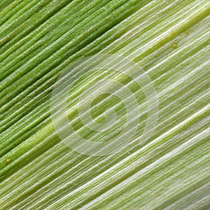 Corn leaf texture