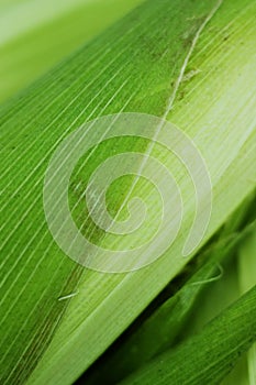 Corn leaf texture Abstract background