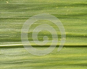 Corn leaf texture