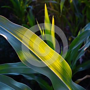 Corn leaf with warm sunset light