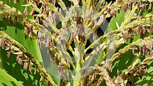 Corn leaves and flowers. Bee pollination of corn flowers.