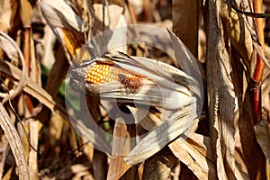 Corn left on corn cobs surrounded with dry husks on corn stalks before harvest in local cornfield