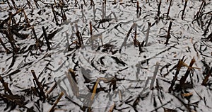 A corn lies in the snow after harvesting and snowfall