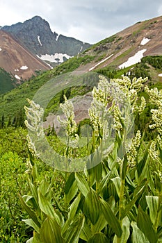 Corn Lillies and snow-capped mountains.
