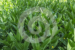 Corn Lily Melanthieae Veratrum in the Wasatch Mountains