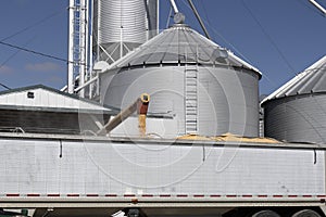 Corn loading onto a truck. After harvest, corn from grain bins loads onto a truck and is sent for food or ethanol processing