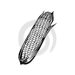 Corn logo Silhouette vector illustration