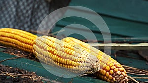 corn lying on the street for feeding chickens