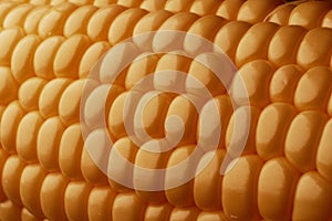 Corn macro background. Fresh golden kernels corncob