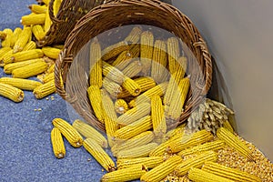 Corn Maize Basket Spill
