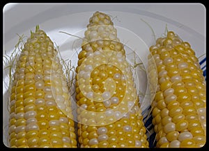 Corn maize on the cob with residual silk attaching to the kernels photo