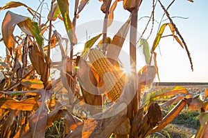 Corn maize cob ripe on field backlight by seting sun