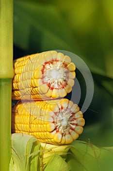 Corn Maize Cob on stalk in field