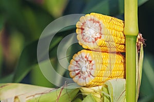 Corn Maize Cob on stalk in field