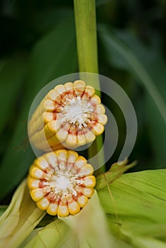 Corn Maize Cob on stalk in field