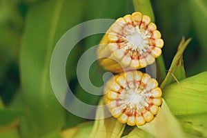 Corn Maize Cob on stalk in field photo