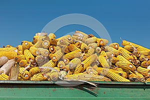 Corn maize cobs against crystal clear sky