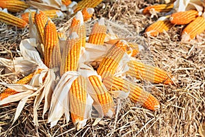 Corn maize cobs after harvesting.