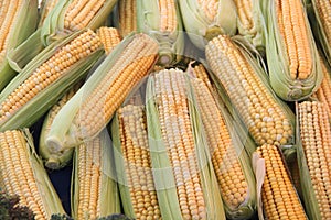 Corn maize cobs after harvesting season.
