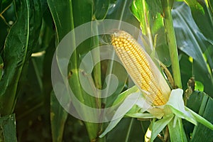 Corn Maize Ear on stalk in field photo