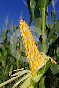 Corn Maize Ear on stalk in field photo