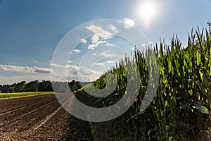 Corn maize field against blue sky in summer