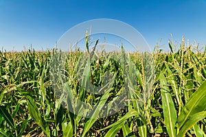 Corn or maize field growing up on blue sky