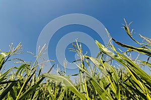 Corn or maize field growing up on blue sky