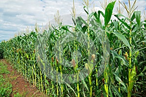 Corn (maize) field photo