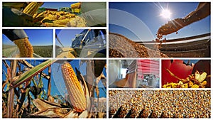 Corn Maize Growing, Harvesting and Storage Photo Collage