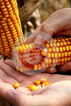 Corn - maize on the hand