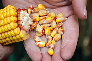 Corn - maize on the hand