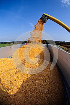 Corn (maize) harvest