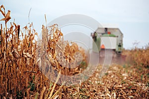Corn maize harvest, combine harvester in field
