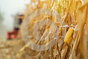 Corn maize harvest, combine harvester in field