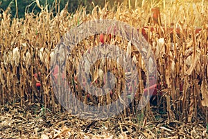 Corn maize harvest, combine harvester in field