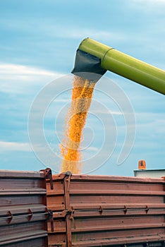 Corn maize harvest, combine harvester unloading grains