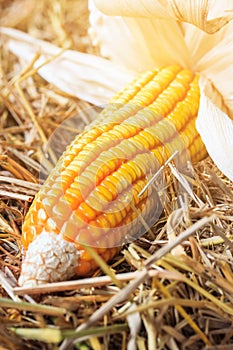 Corn maize after harvesting season.