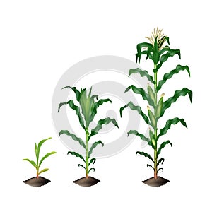 Corn maize plant growing stages vector realistic illustration isolated on white background.