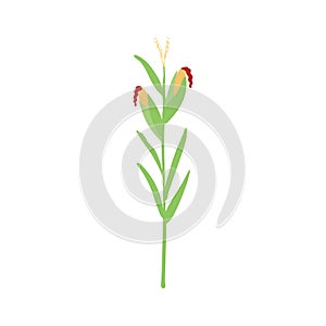 Corn, maize plant hand drawn illustration.