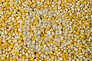 Corn Maize seeds photo