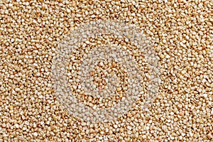 Corn or maize seeds in the field for drying in the sun