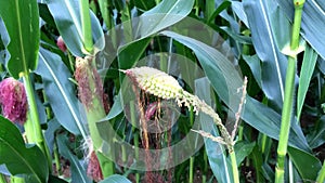 Corn, male bloom wearing corn cob