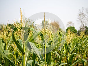 Corn male flowers, Pollen tassels of sweet corn stalk