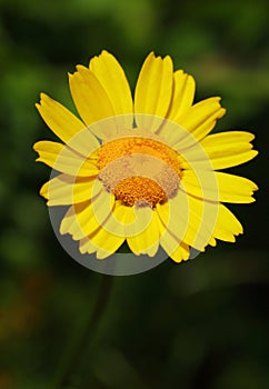 Corn Marigold - Coleostephus myconis. Asteraceae