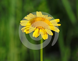 Corn Marigold - Coleostephus myconis. Asteraceae