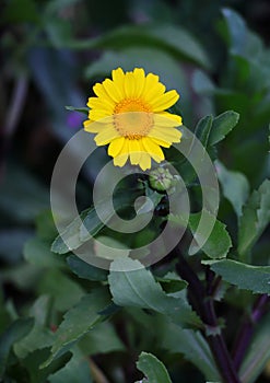 Corn Marigold - Coleostephus myconis. Asteraceae