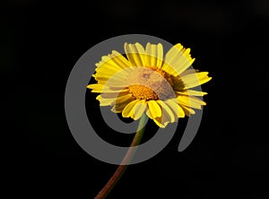 Corn Marigold - Coleostephus myconis. Asteraceae