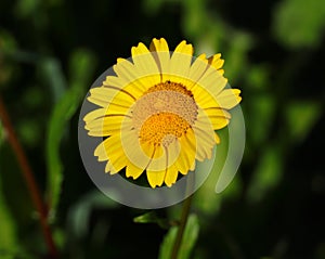 Corn Marigold - Coleostephus myconis. Asteraceae